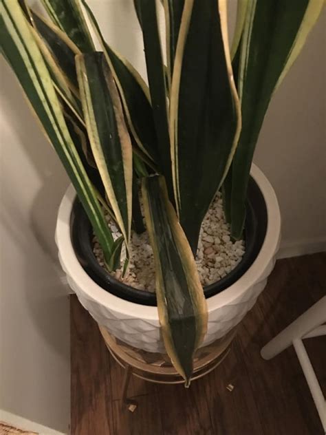 Why is my snake plant drooping. Things To Know About Why is my snake plant drooping. 